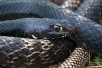 Death feigning in kingsnakes? - Field Herp Forum