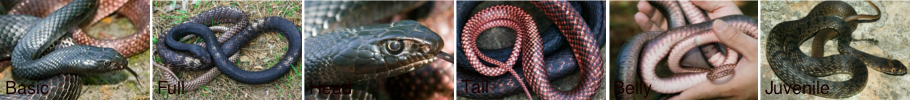Death feigning in kingsnakes? - Field Herp Forum
