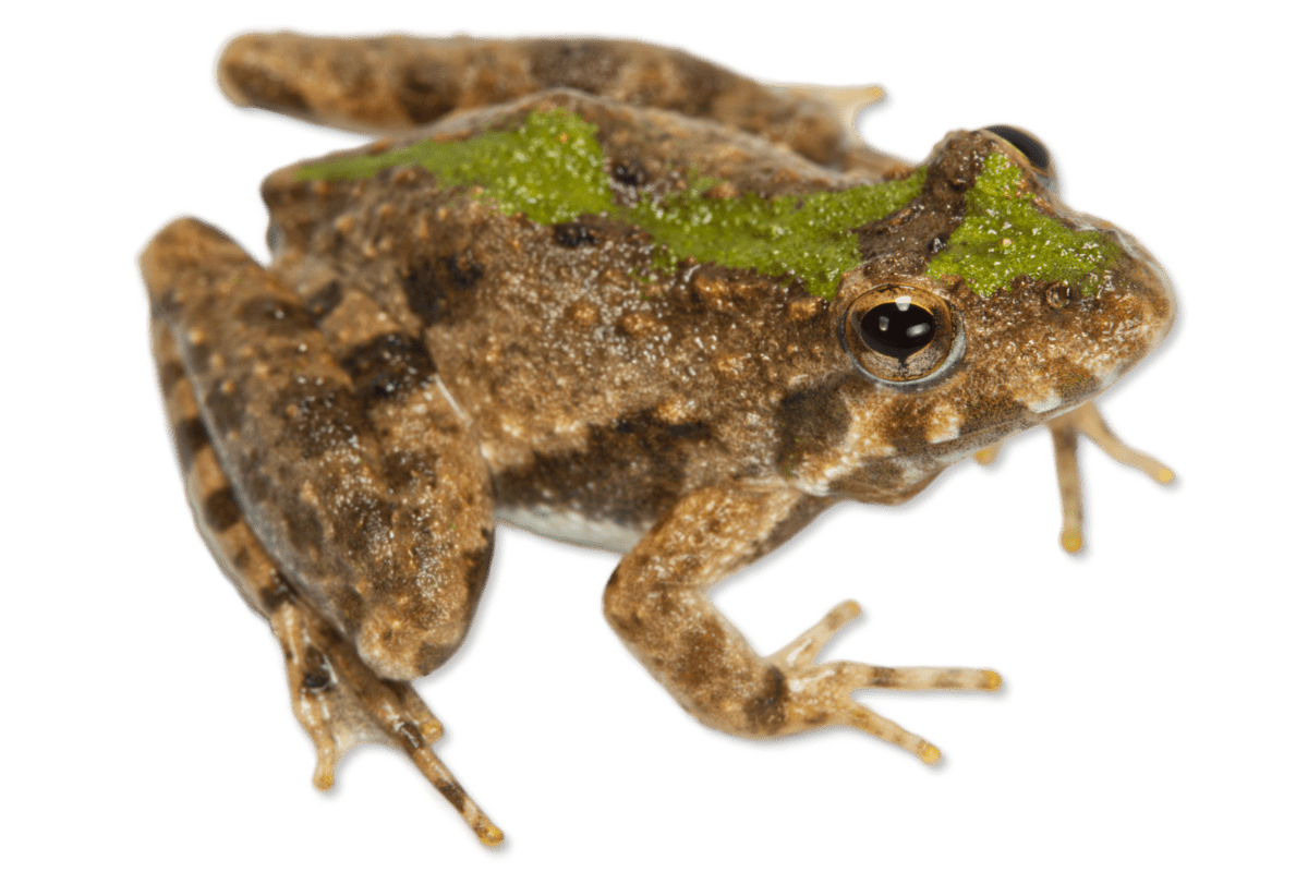 Acris blanchardi Blanchard's Cricket Frog | Herps of Arkansas