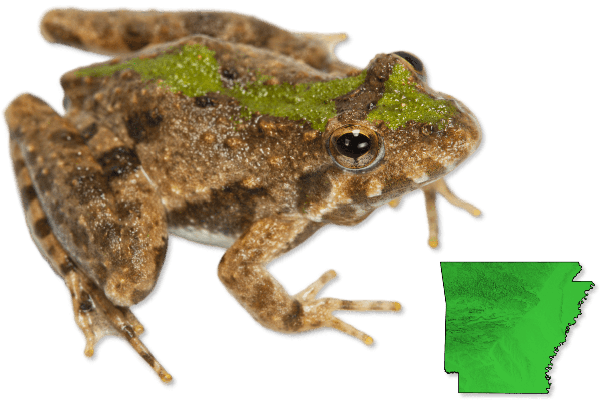 Frogs Herps of Arkansas