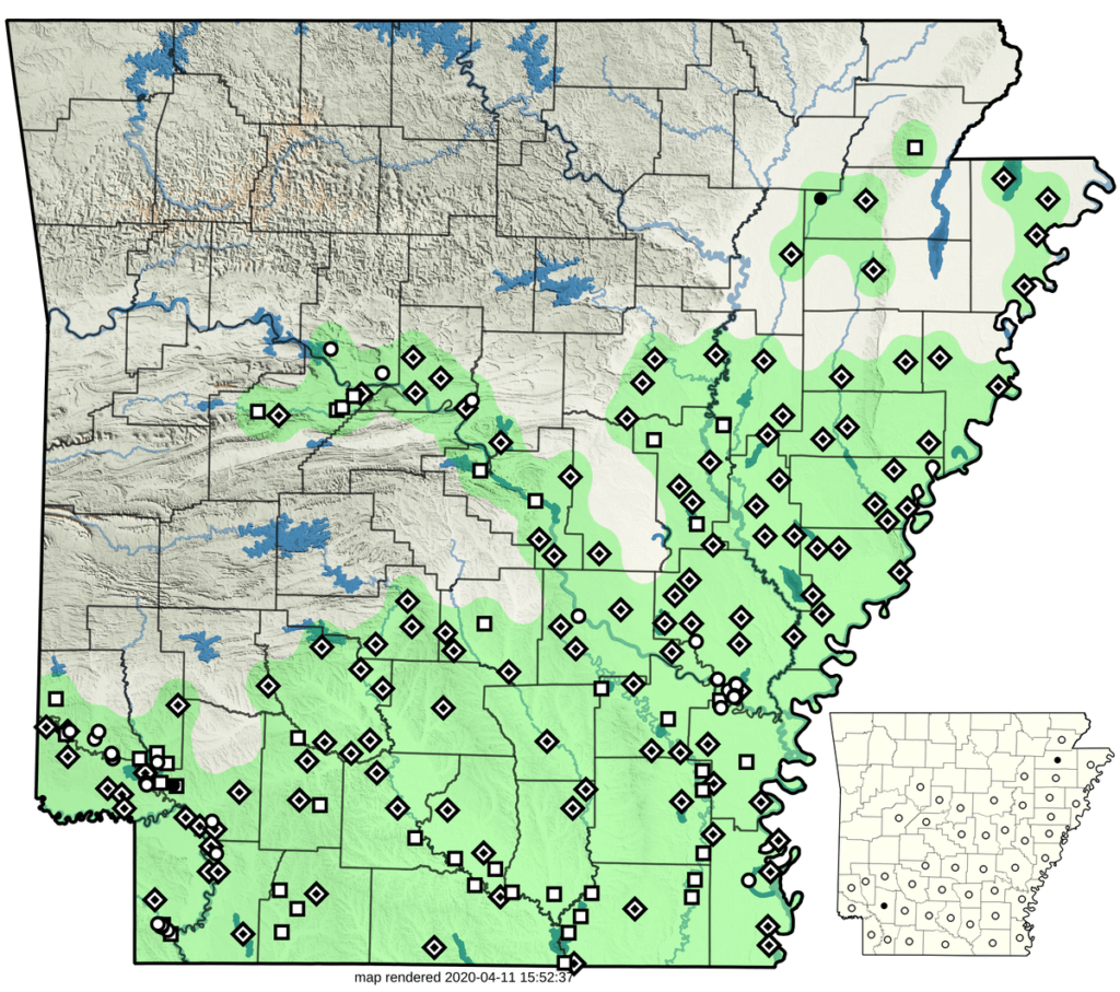 Alligator mississippiensis American Alligator Herps of Arkansas