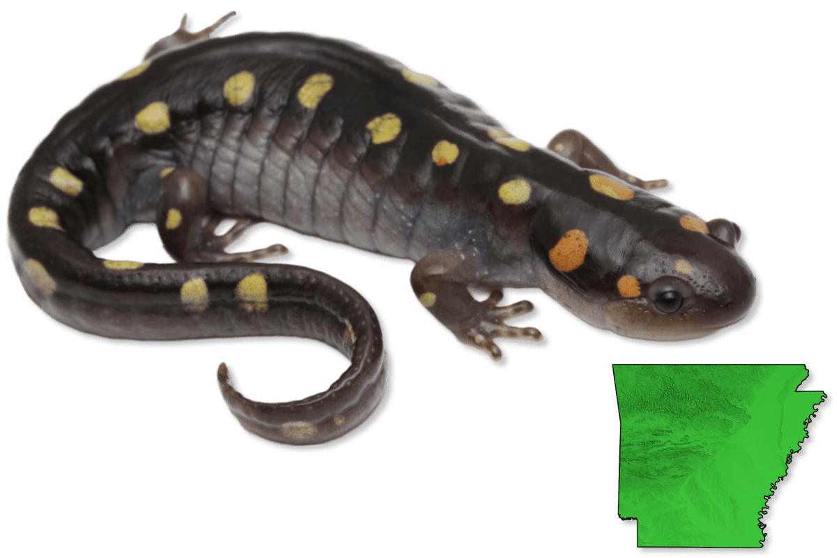 Salamanders Herps Of Arkansas