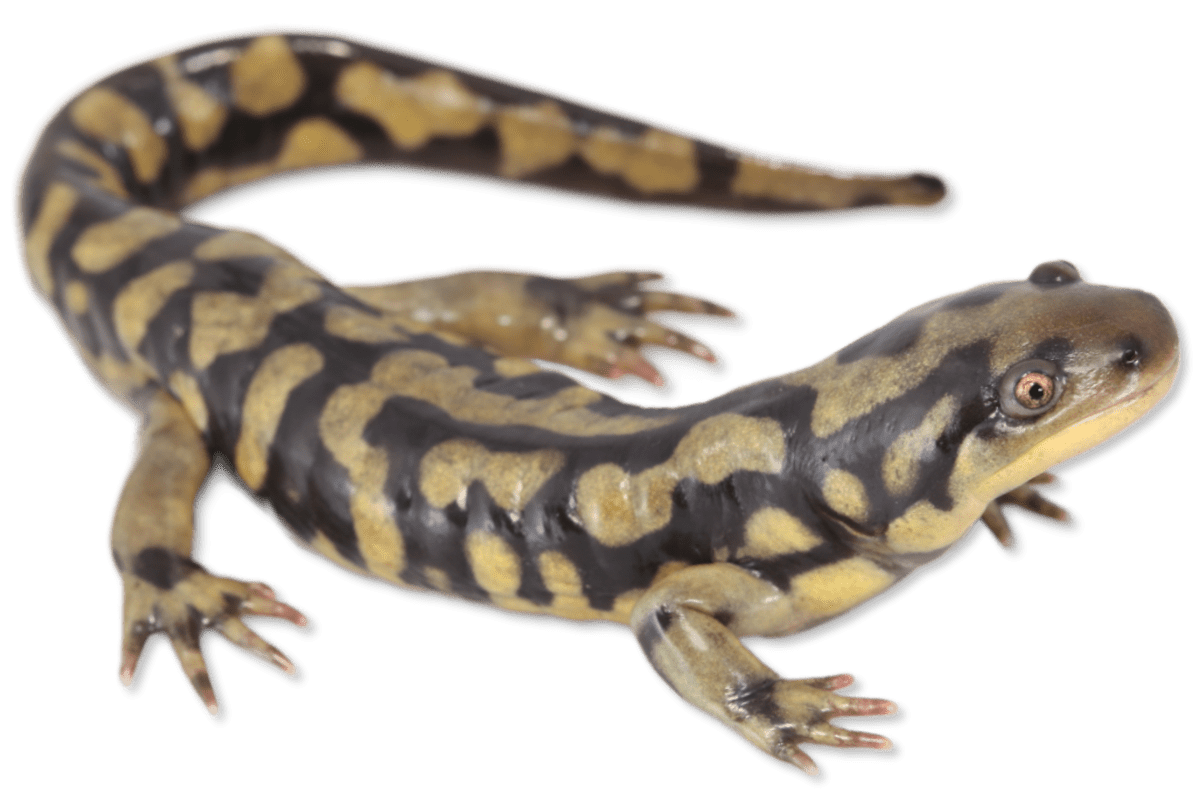 Salamanders Herps Of Arkansas