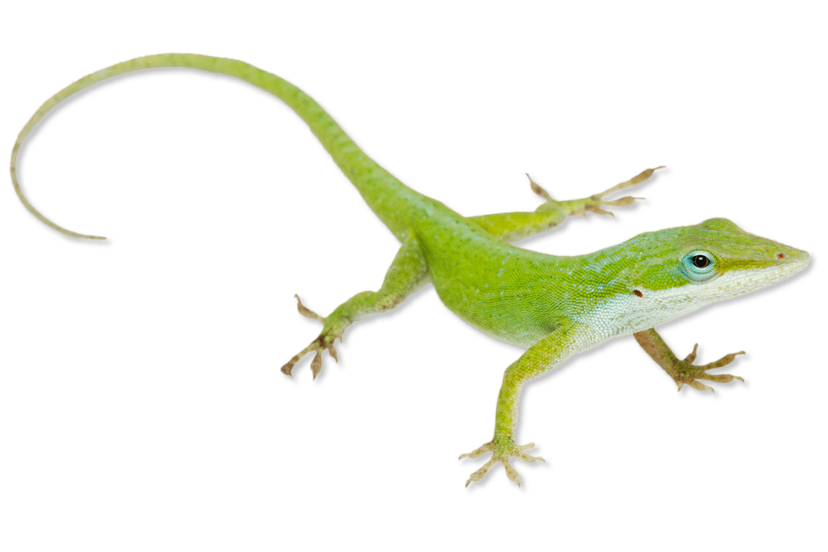 green gecko lizard