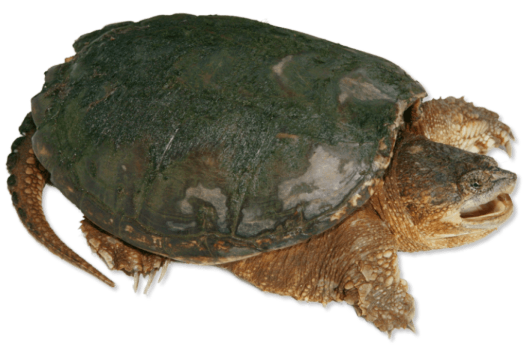 Chelydra serpentina Common Snapping Turtle | Herps of Arkansas
