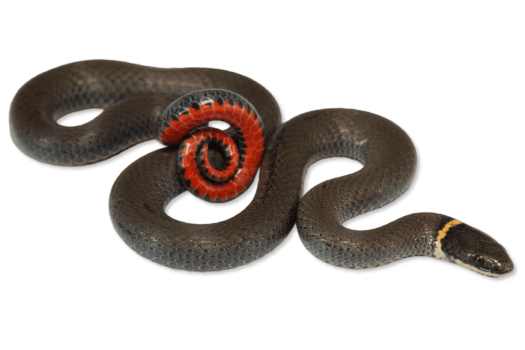 Diadophis punctatus ssp. Ringnecked Snake Herps of Arkansas