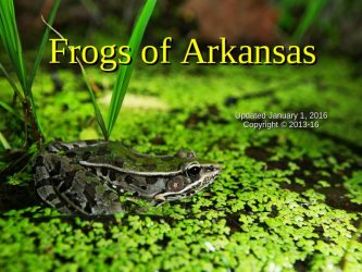 Frogs of Arkansas Slide Program