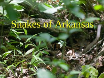 Snakes of Arkansas Slide Program