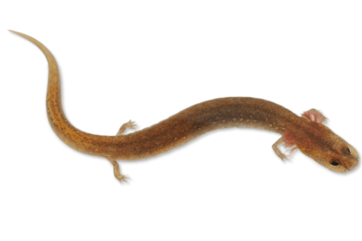 Eurycea Subfluvicola Ouachita Streambed Salamander Herps Of Arkansas