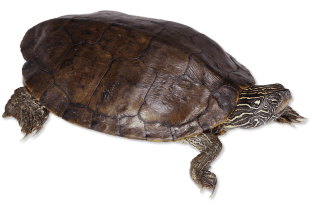 Graptemys geographica Northern Map Turtle | Herps of Arkansas