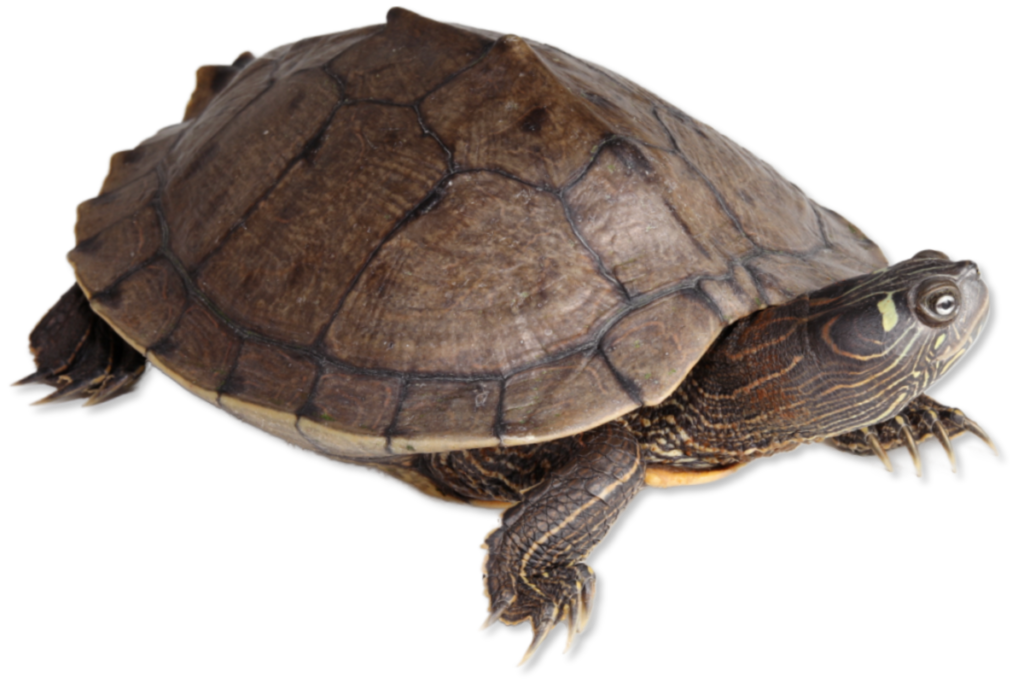 Graptemys ouachitensis Ouachita Map Turtle | Herps of Arkansas