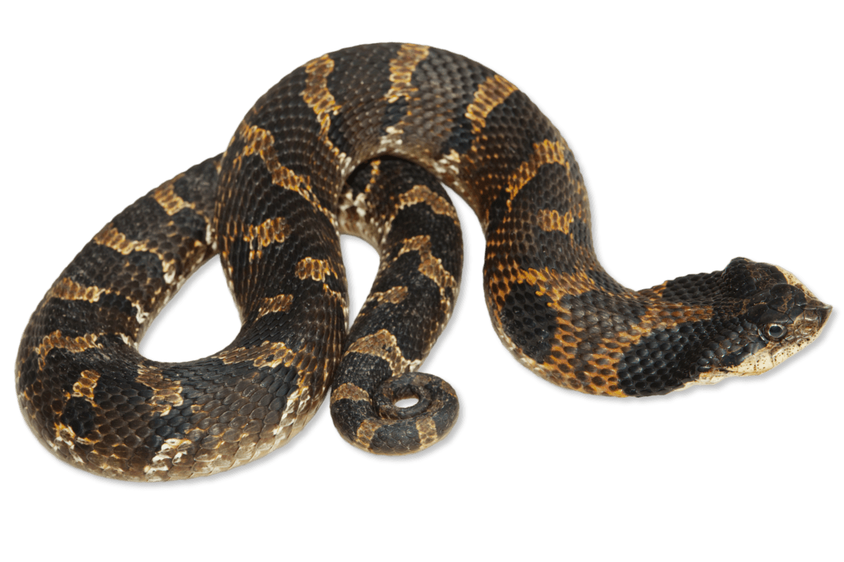 Eastern hognose snake playing dead - Heterodon platyrhinosj Stock