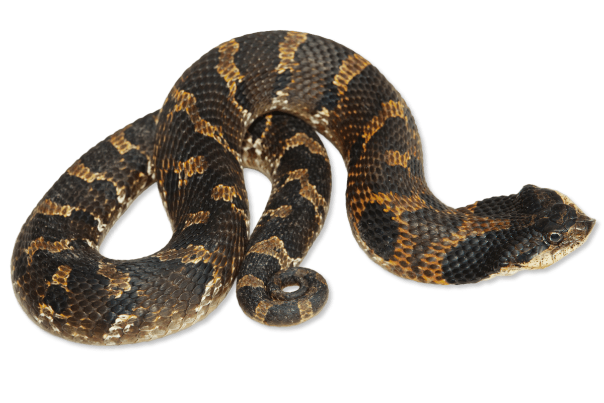 Learn about eastern hog-nosed snakes