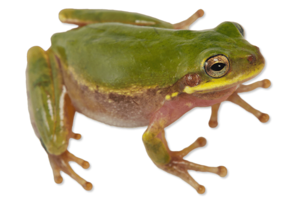 Hyla squirella Squirrel Treefrog | Herps of Arkansas