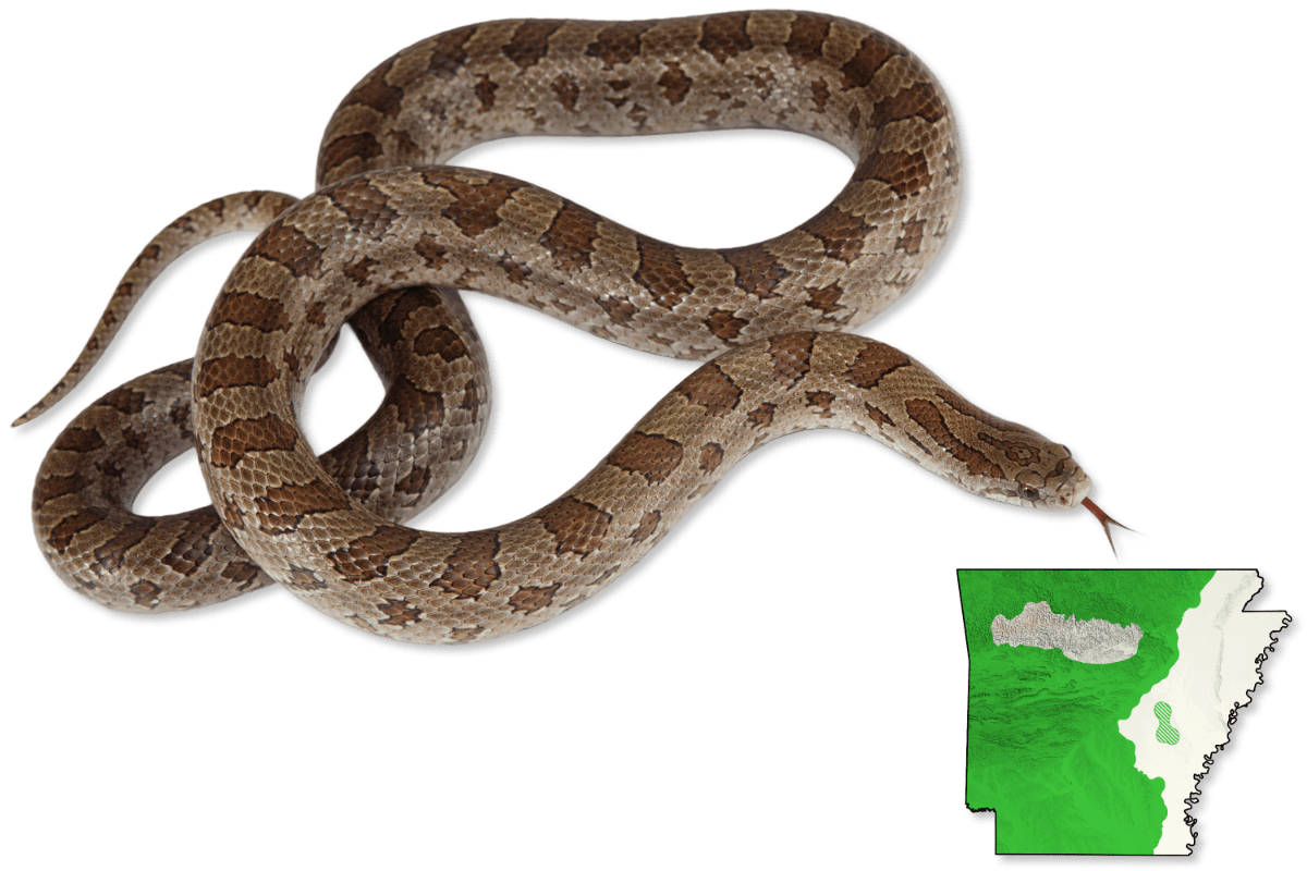 Snakes | Herps of Arkansas