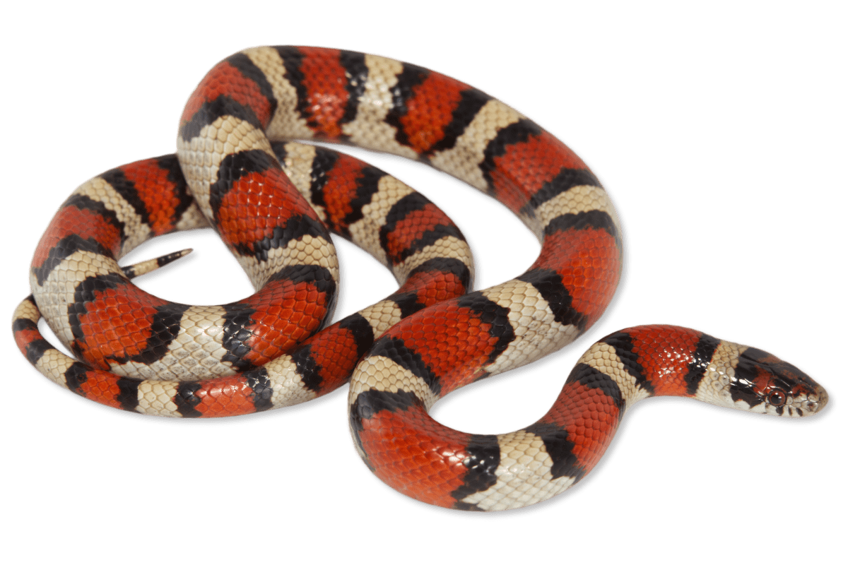 Husbandry Handbook: Milk snake - Lampropeltis triangulum ssp.