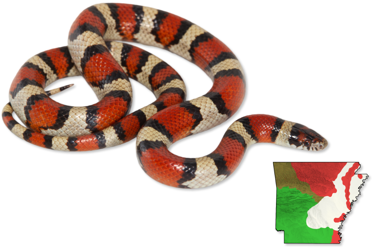 Arkansas Snake Spotting The Complete Guide To Harmless Reptiles - nu9645n