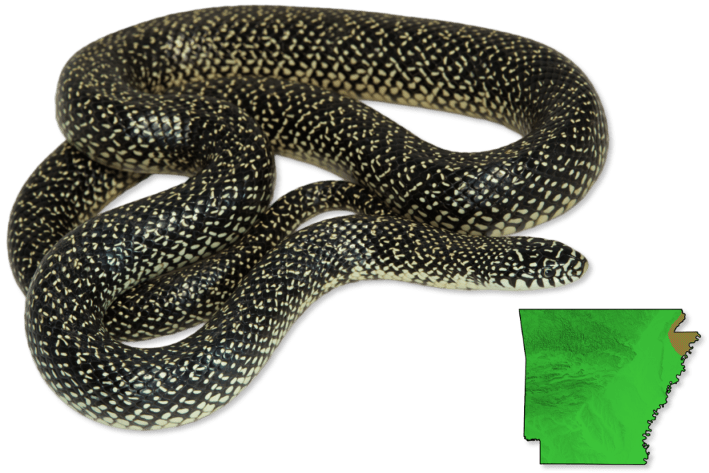 Arkansas Snake Spotting The Complete Guide To Harmless Reptiles - b9rlmjs