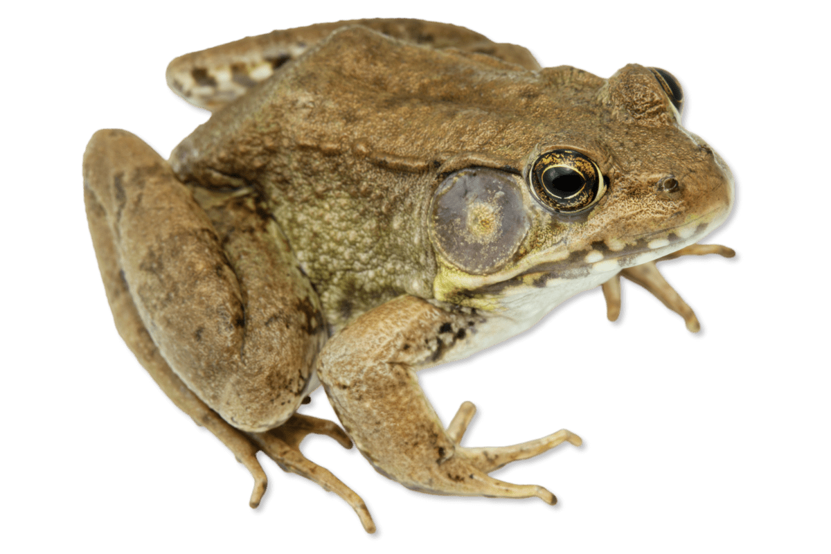 Green Frog, Lithobates clamitans