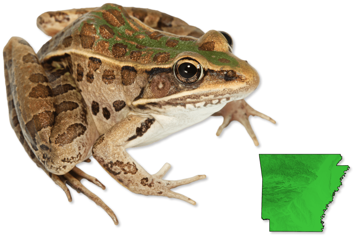 Frogs  Herps of Arkansas