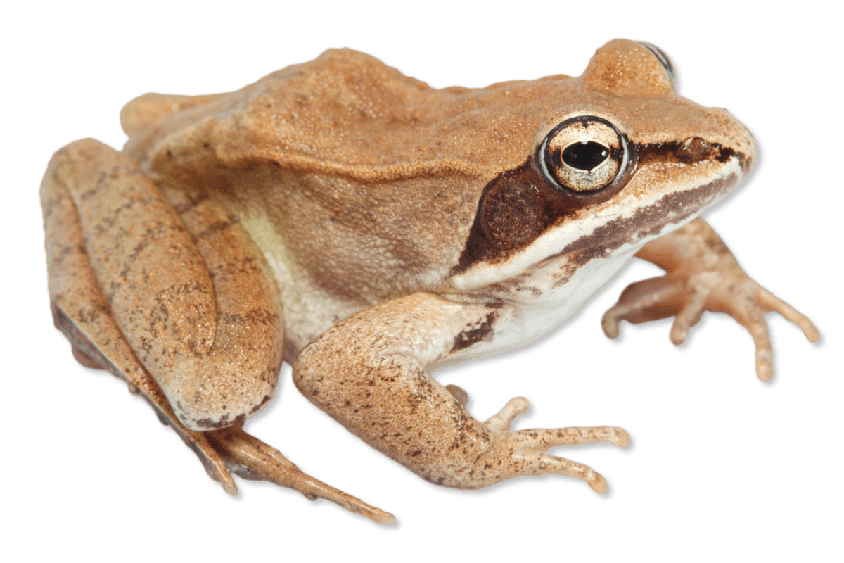 Lithobates sylvaticus Wood Frog