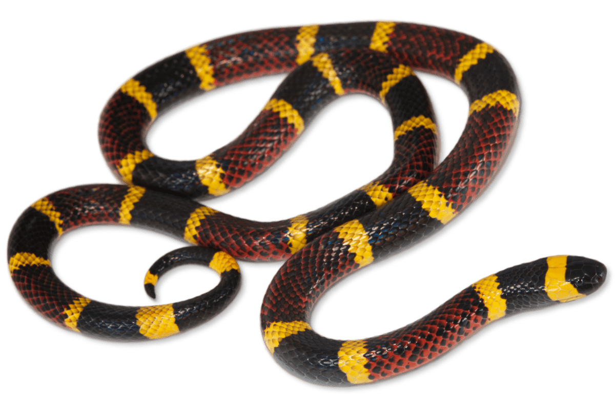 Eastern-Coral-Snake