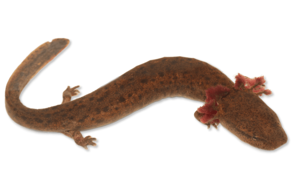 Necturus louisianensis Red River Mudpuppy complex | Herps of Arkansas