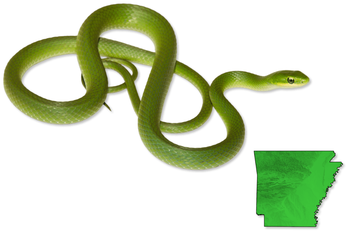 Arkansas Snake Spotting The Complete Guide To Harmless Reptiles - mczo36v