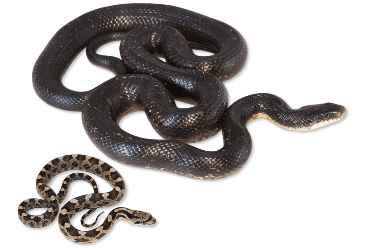 identifying baby snakes in arkansas