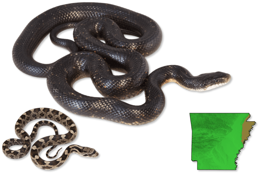 Arkansas Snake Spotting The Complete Guide To Harmless Reptiles - rqicmy0