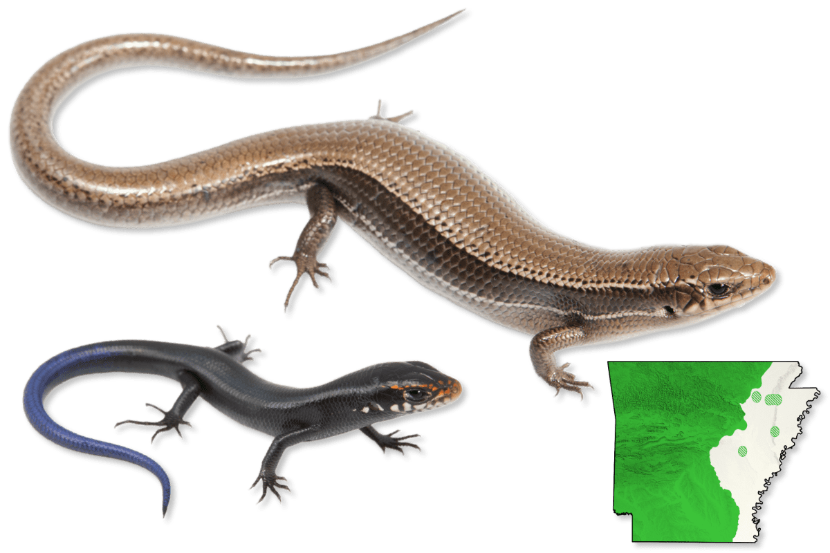 Ark Lizards Lizards | Herps of Arkansas