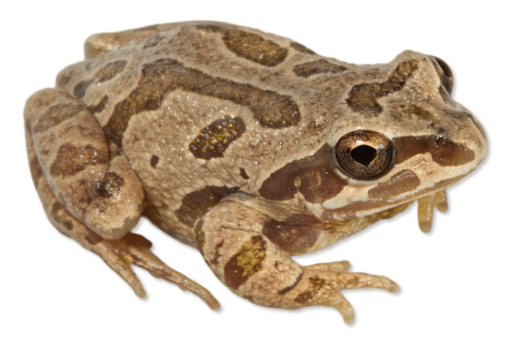 Pseudacris streckeri P. illinoensis Strecker's Chorus Frog complex