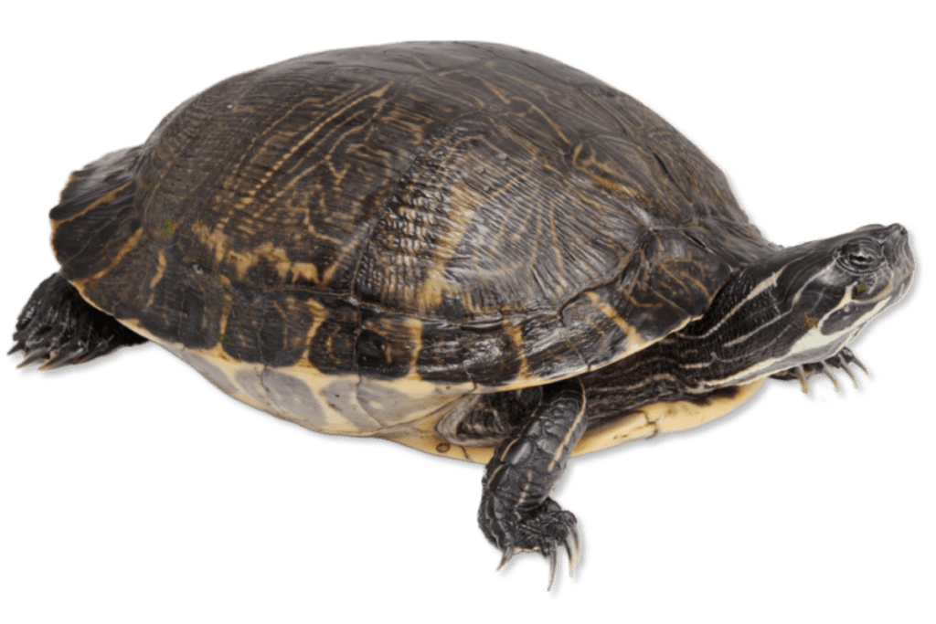 Pseudemys concinna concinna Eastern River Cooter | Herps of Arkansas