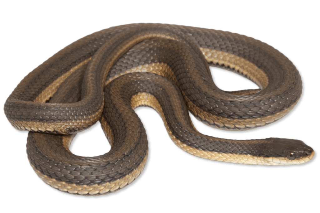 Regina grahamii Graham's Crayfish Snake | Herps of Arkansas