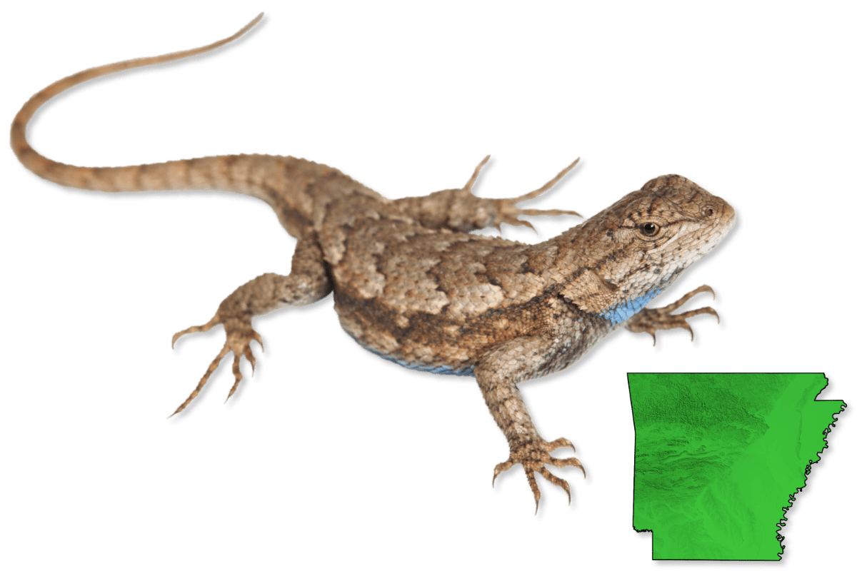 Lizards | Herps of Arkansas