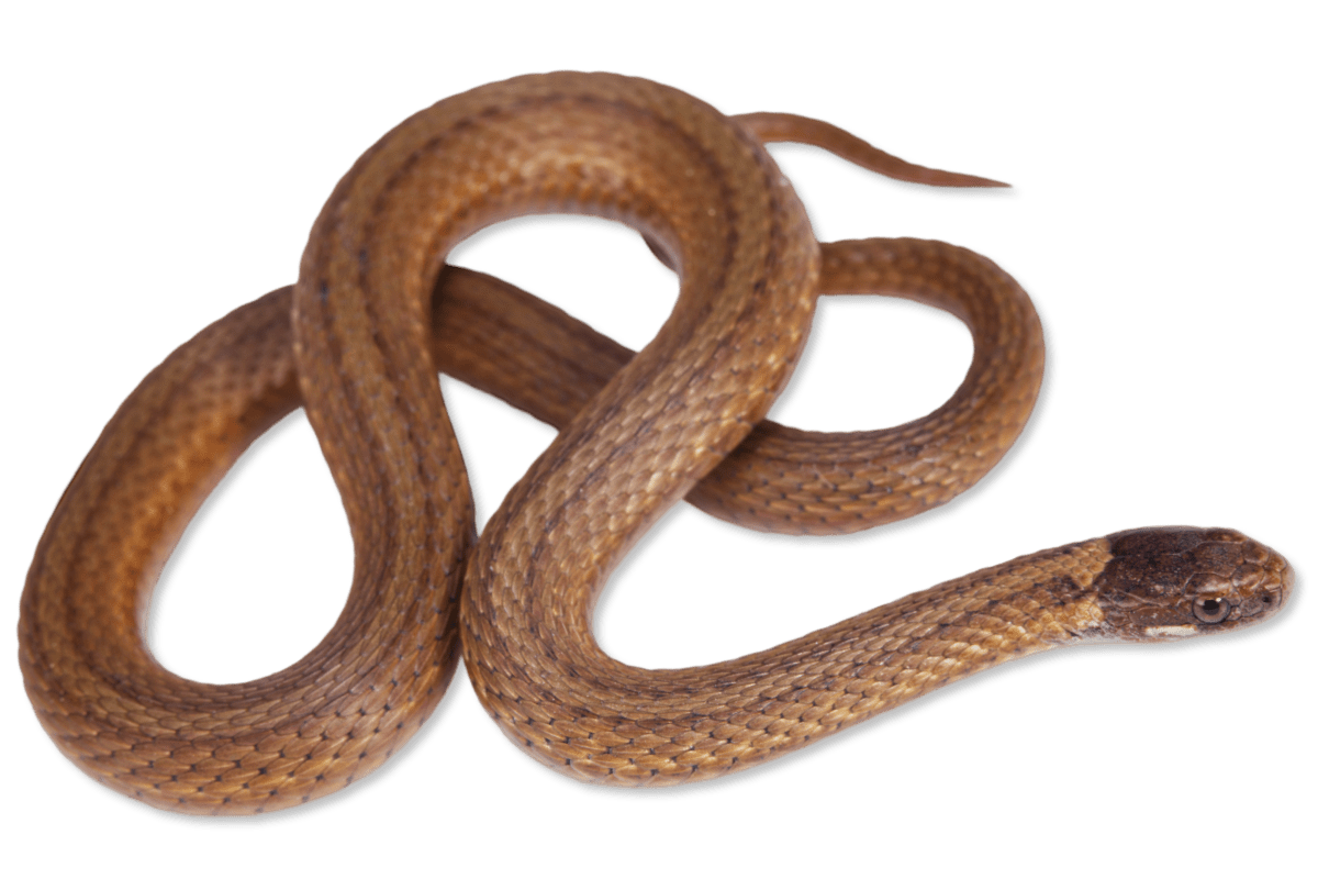 Redbelly Snake (Storeria occipitomaculata) - Reptiles and