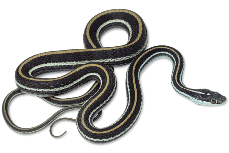 Thamnophis proximus proximus Orange-striped Ribbonsnake | Herps of Arkansas