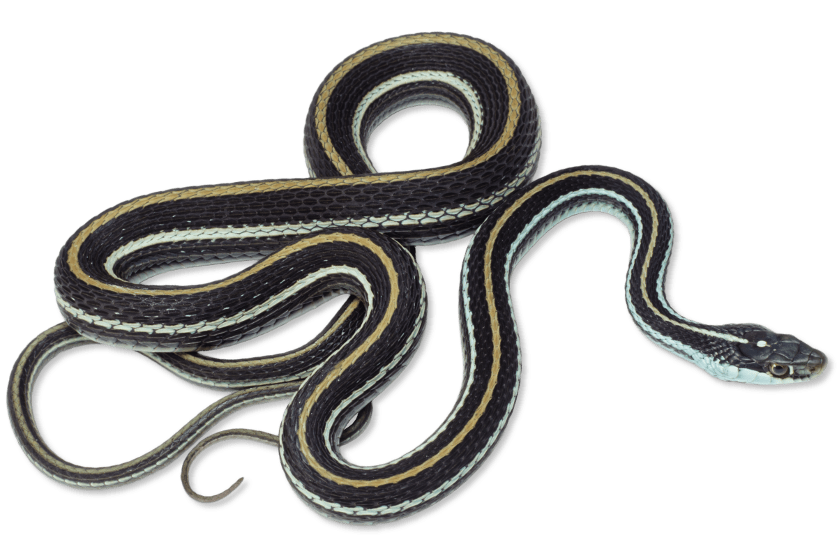 black snake with yellow horizontal stripes