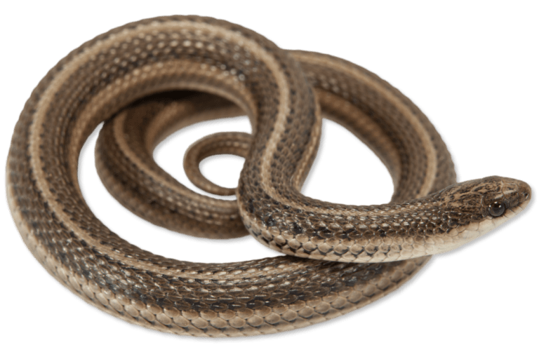 Tropidoclonion lineatum Lined Snake | Herps of Arkansas